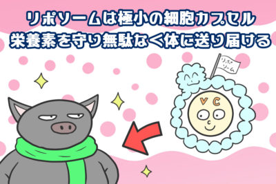 リポソームビタミンCは極小の細胞カプセル。栄養素を守り無駄なく体に送り届ける【iHerb・海外サプリ】