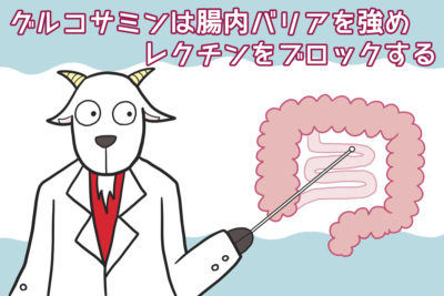 グルコサミンは腸内バリアを強めレクチンをブロックする
